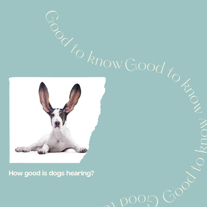 How good is dogs hearing?