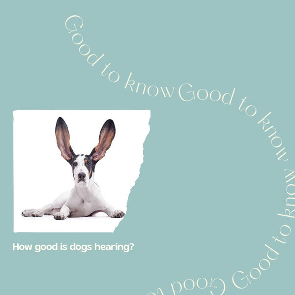 How good is dogs hearing?